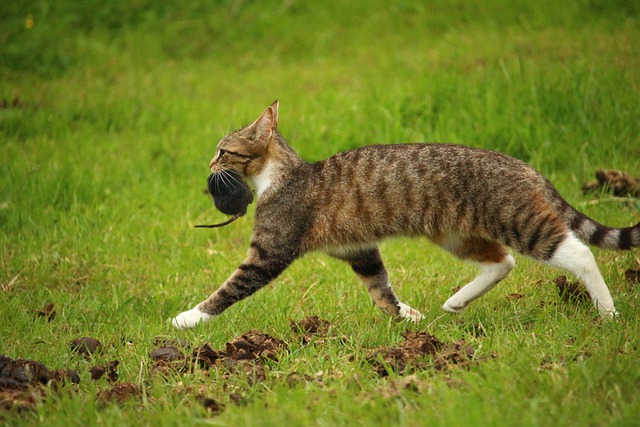 races de chat chassent les rats