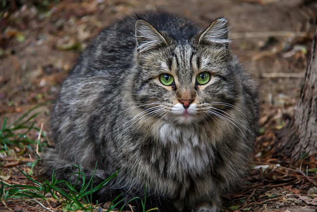 races de chat qui sont les plus colériques