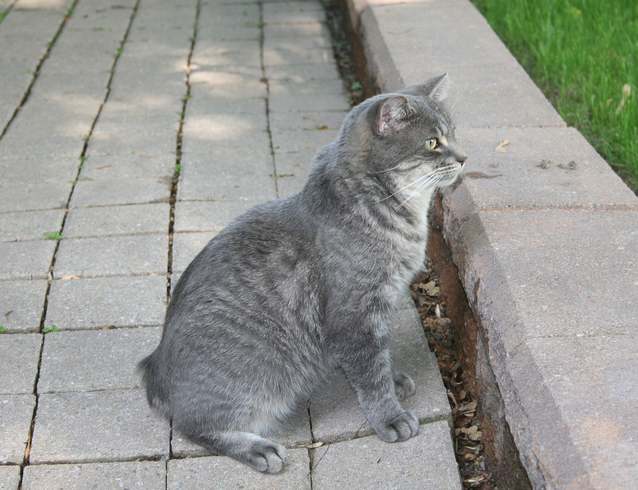 races de chat qui n’ont pas de queue