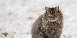 races de chat qui préfèrent l’hiver