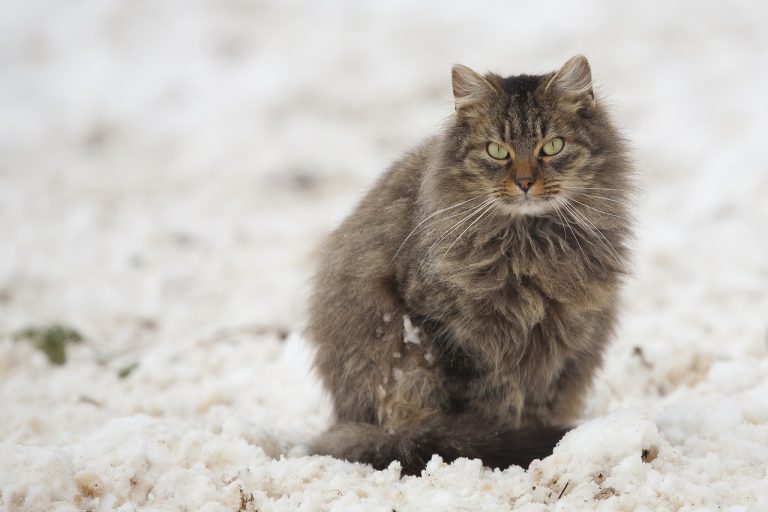 4 races de chat qui préfèrent l’hiver