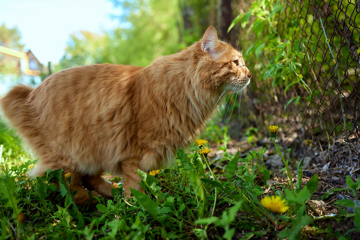 races de chat qui n’ont pas de queue