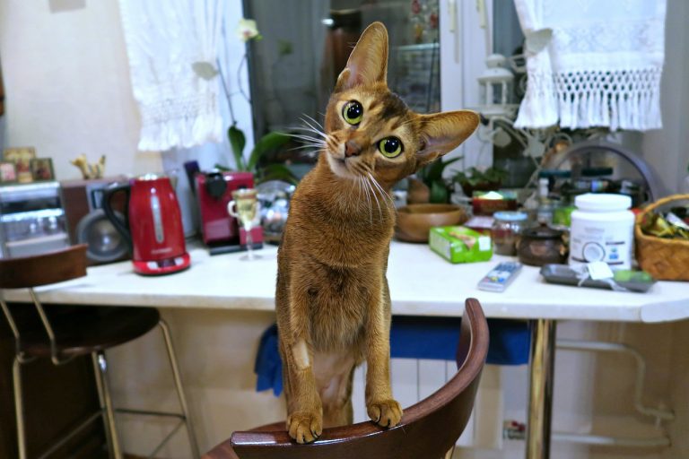 4 races de chat qui savent ouvrir les tiroirs 
