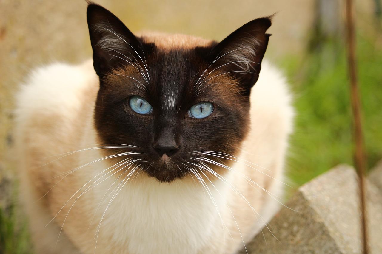 races de chat vrais pots de colle