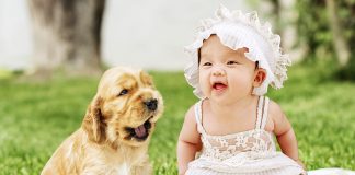 races de chien avec bébé