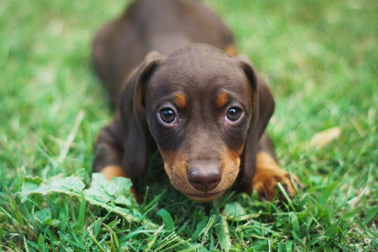 3 races de chien qui ont besoin d’être au centre de l’attention