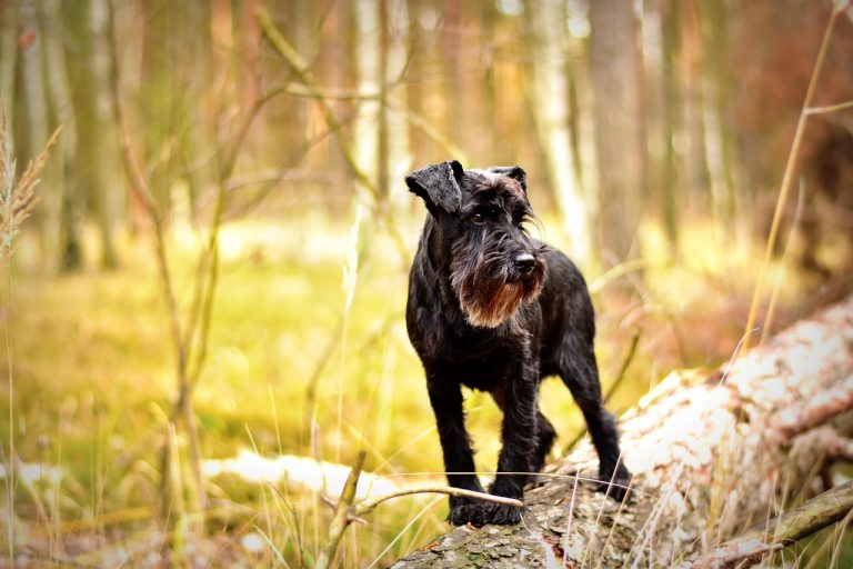 races de chien les plus dominantes