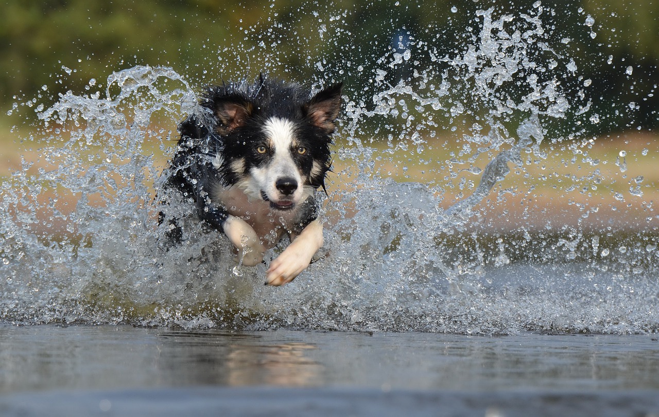 races de chien d’extérieur