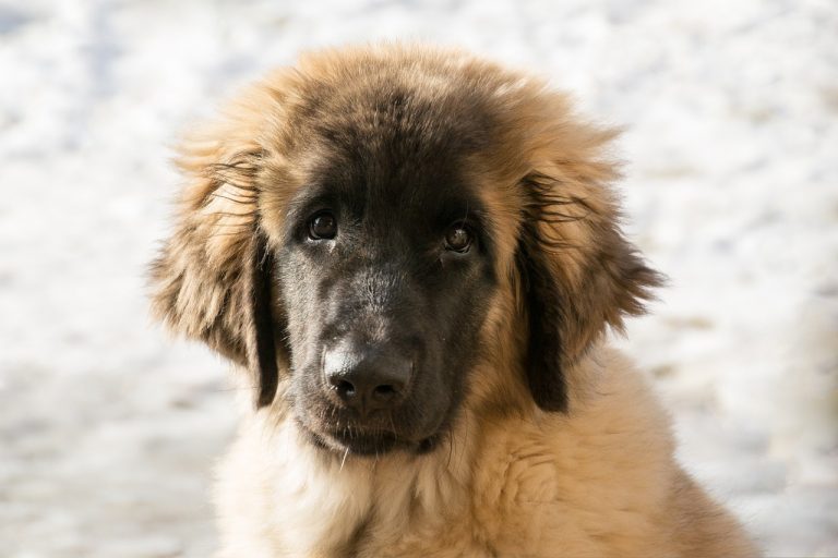 Voici les 8 races de chien qui sont les plus impressionnantes 