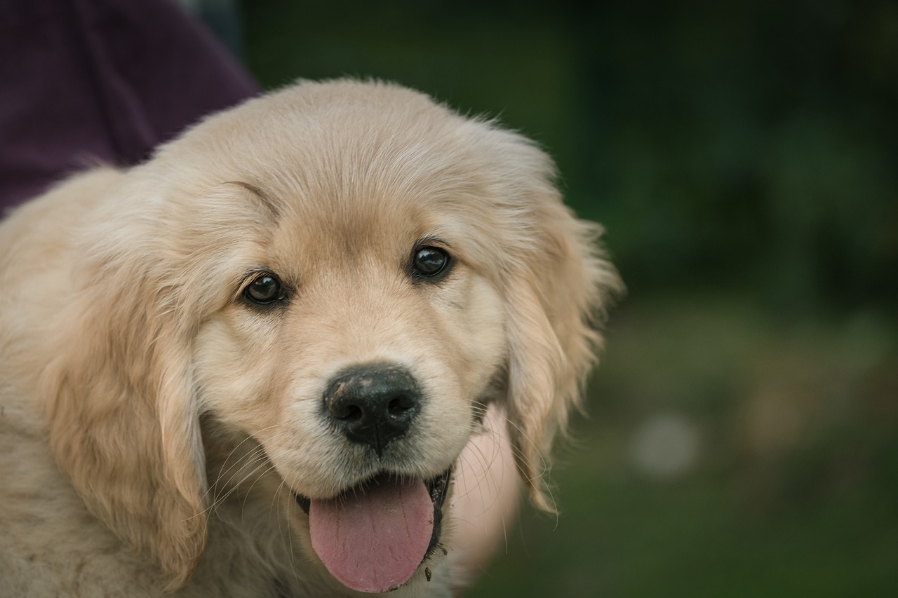 races de chien qui ont plus d’empathie