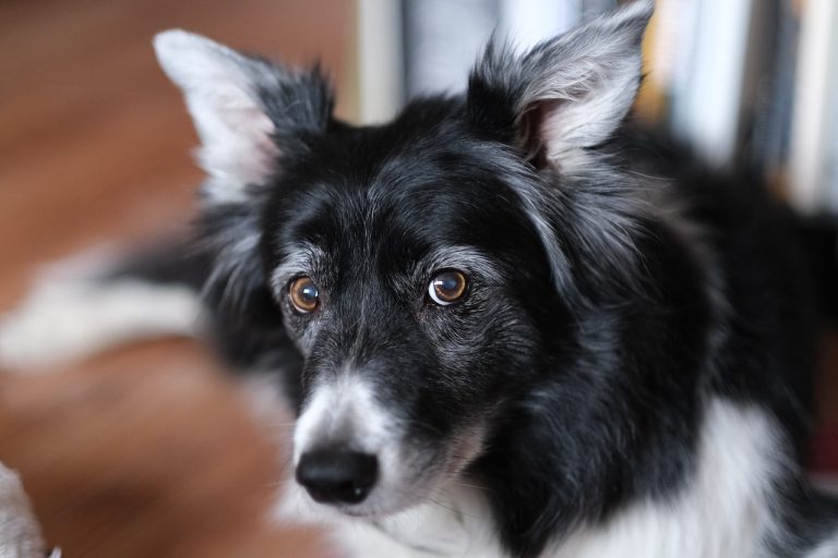 4 races de chien qui savent ouvrir les tiroirs