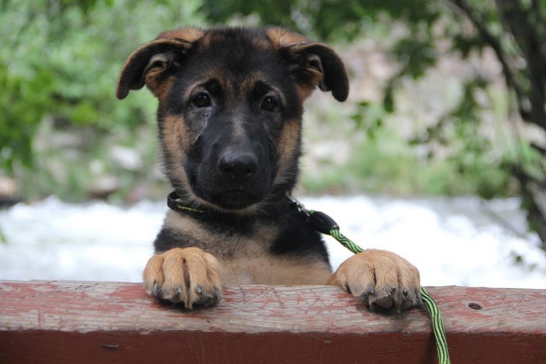 3 races de chien qui sont les plus soumises