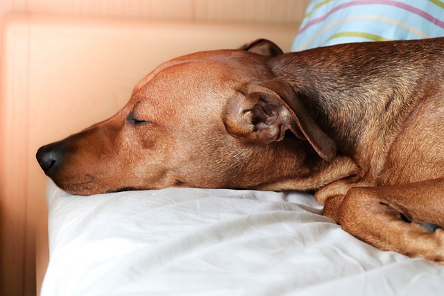 savoir si chien bien à la maison