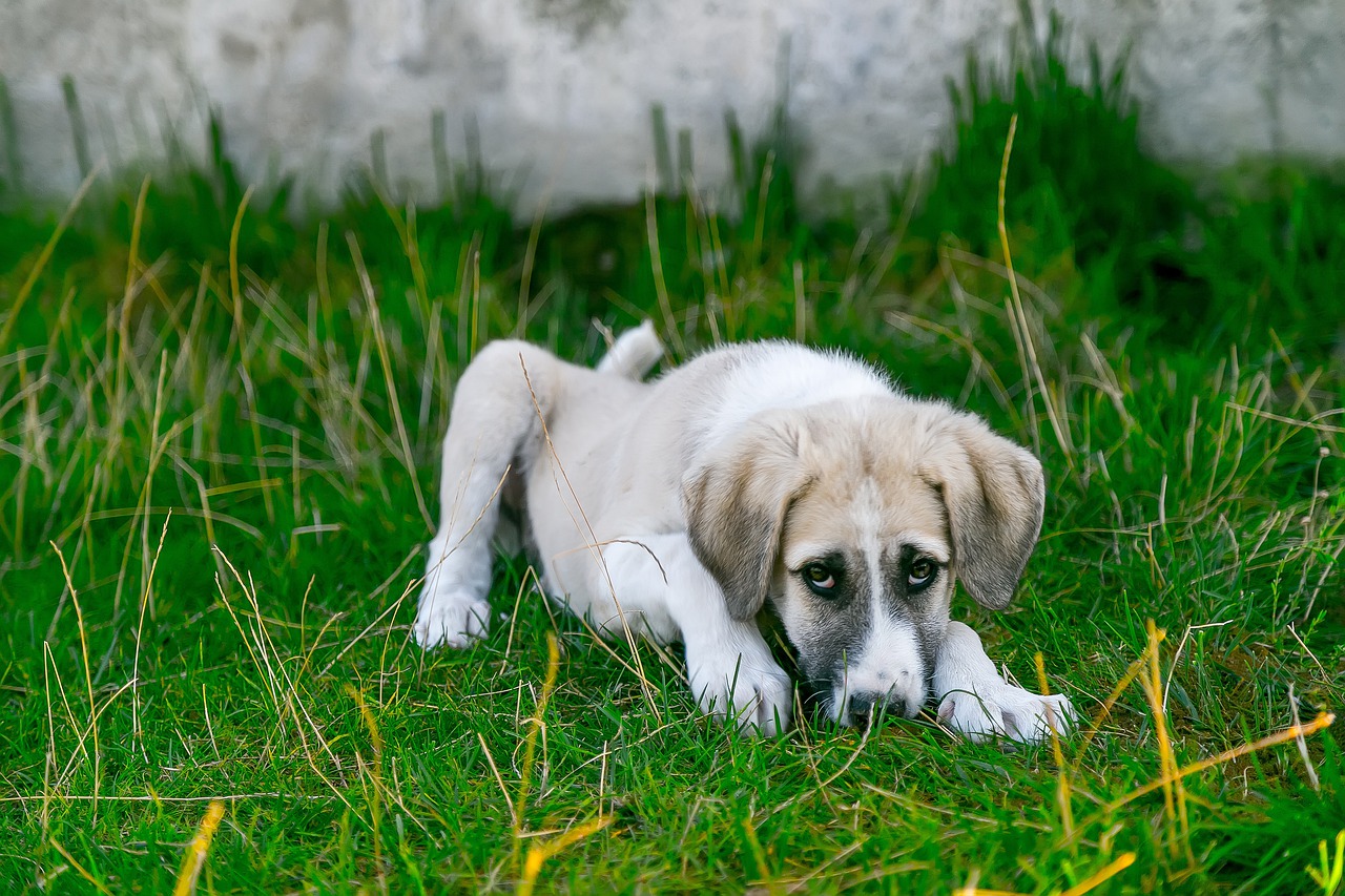 savoir si votre chien est malade