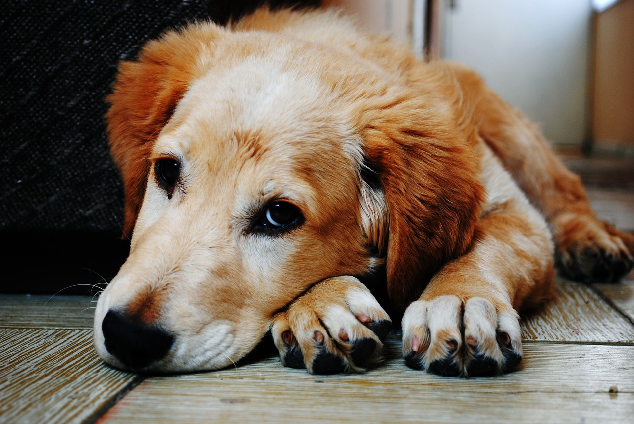 chien est malheureux