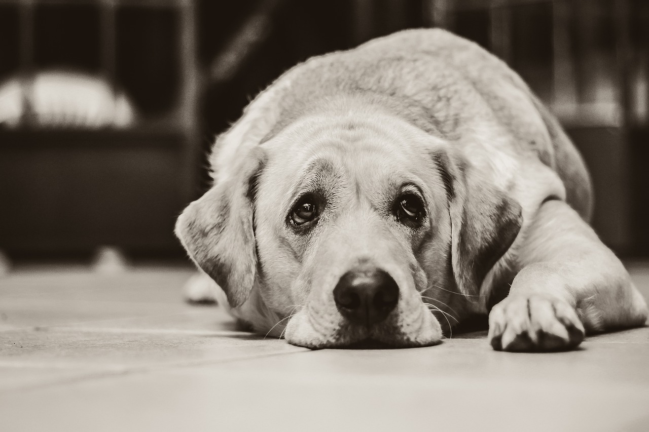 Comment savoir si votre chien s’ennuie avec vous ? Animal.ch