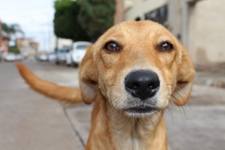 savoir si votre chien vous aime