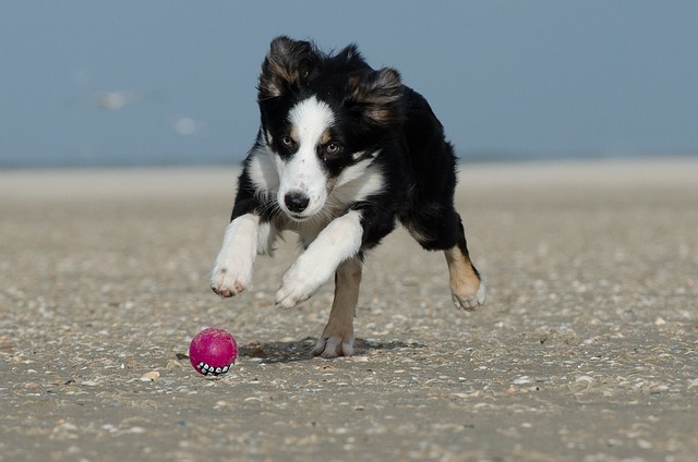 Border Collie chien jogging