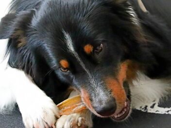 Friandises pour chien : quelles précautions de sélection ?