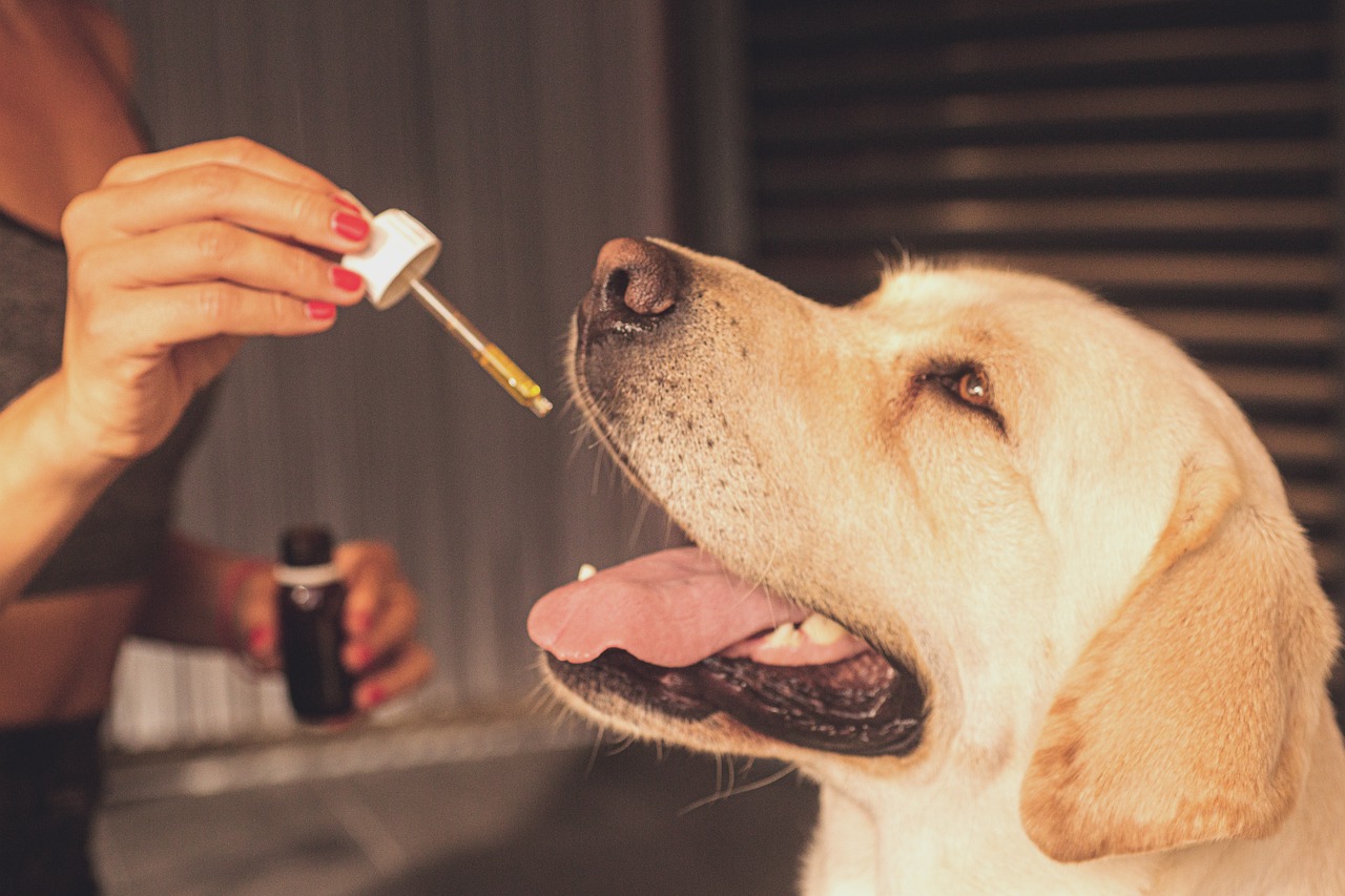 les bienfaits du CBD sur les animaux