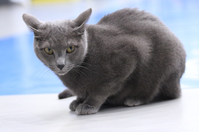 chat bleu russe accroupis