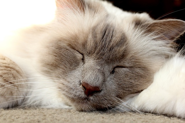 chat besoin affection