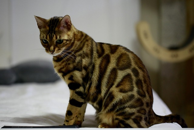 Bengal race de chat plus vendues 2022