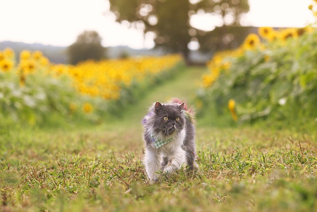 chat persan dans un champs