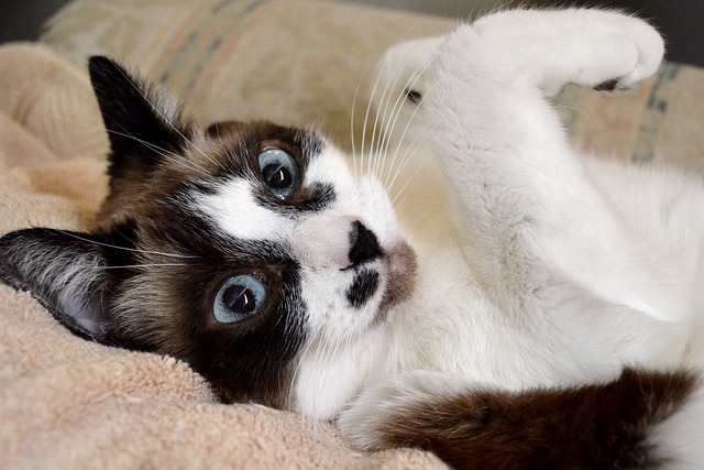 race de chat yeux pour leur maître