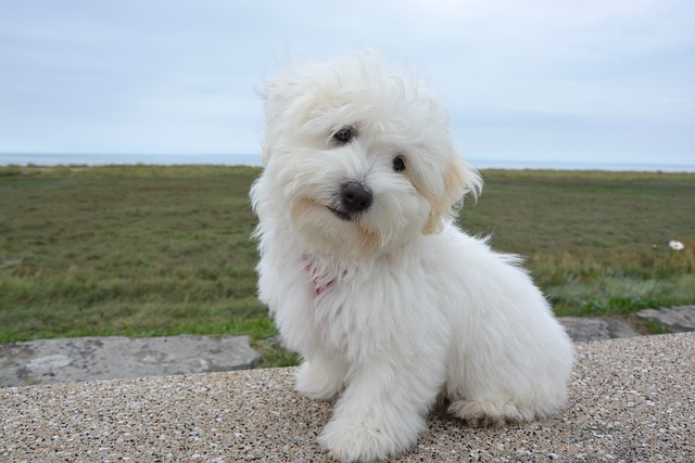 Coton de Tuléar mignon