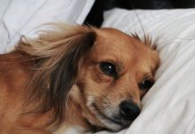 chien qui tremble