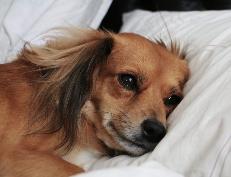 Mon chien tremble tout le temps : Pourquoi et que faire ?
