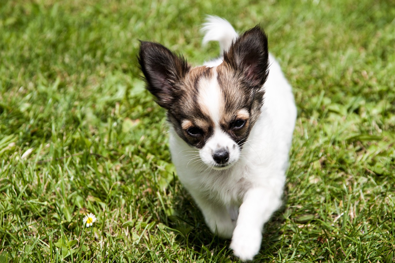 races de chien cohabitation sera difficile