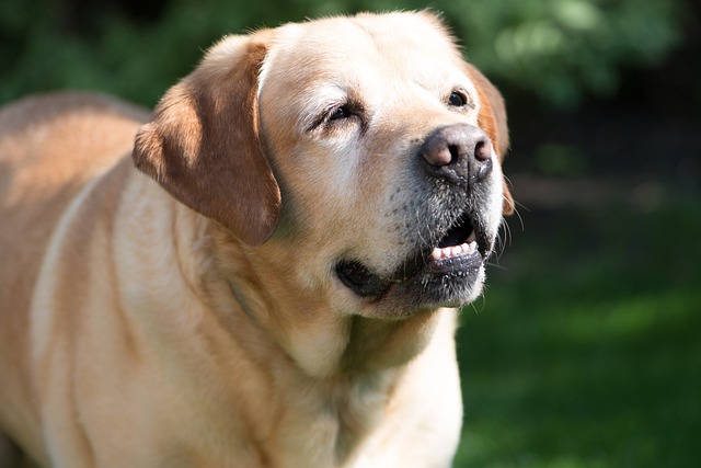 comment améliorer vie vieux chien