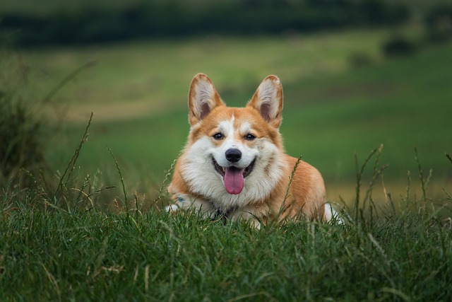 race de chien corgi
