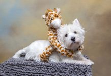 meilleures races de chien de compagnie