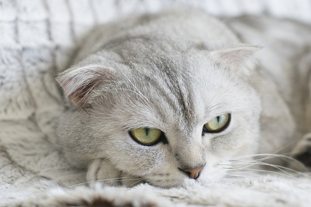 race de chat la plus équilibrée