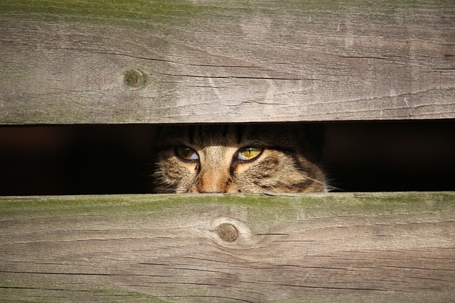 race de chat passer inaperçue