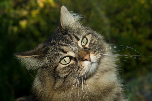 race de chat mettre vos nerfs à l’épreuve