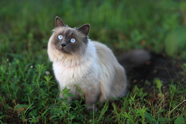 race de chat sibérien