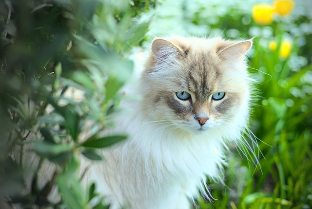 race de chat tient pas en place