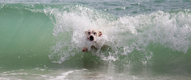 race de chien adore eau
