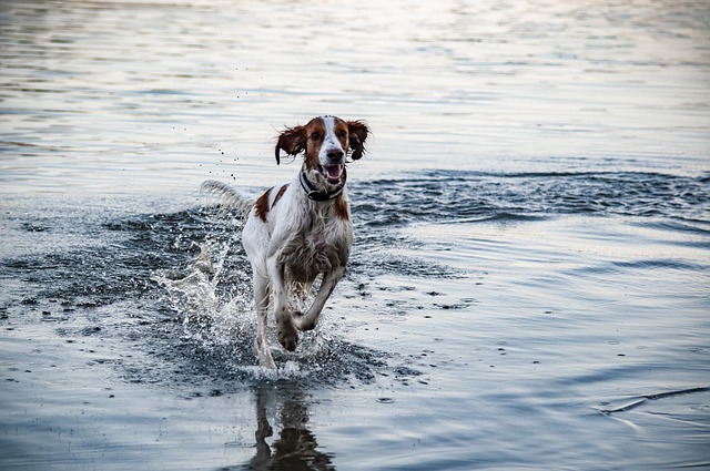 race de chien aime les bains