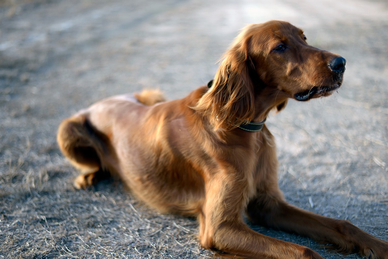 race de chien plus équilibrée