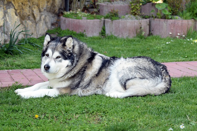 races de chien parfaites pour faire du jogging