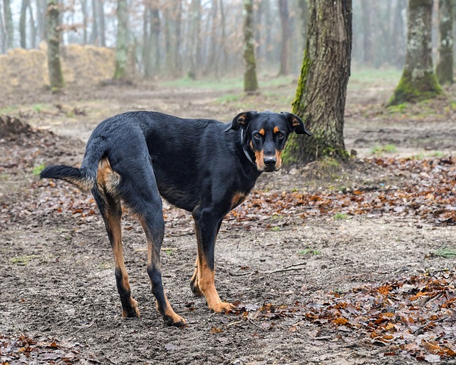 race de chien pas peur des loups