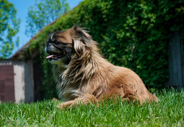 race chien patience épreuve