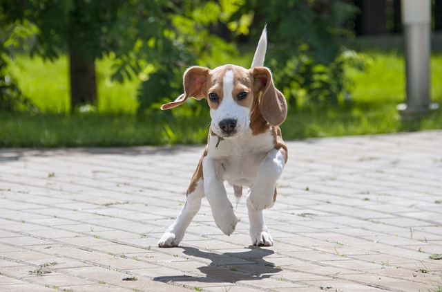 race chien surexcitée