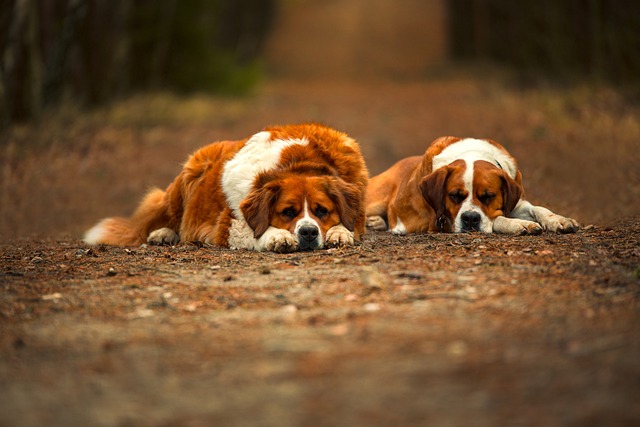 race chien tranquille