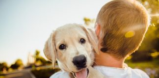 races de chien yeux que pour leur maitre